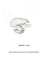 MARL0023 Albatrellus ovinus.jpg