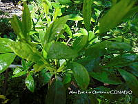 ZG007 0116 Citrus limon.jpg