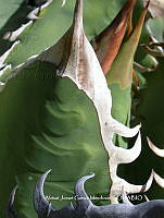 AJGM0343 Agave titanota.JPG