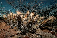 IDG Nat 0057 Echinocereus brandegeei.jpg