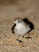 MGaves 3004 Calidris mauri.jpg