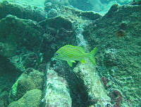 JAJ0504 Haemulon flavolineatum.jpg