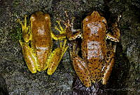 Sarcohyla hapsa_1.jpg