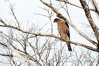 LV0043 Accipiter cooperii.jpg