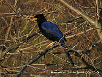 MAGB 0143 Cyanocorax beecheii.JPG