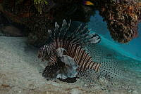 OAO0339 Pterois volitans.jpg