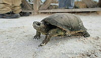 IMDOC1050 Terrapene coahuila.jpg
