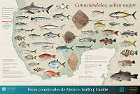 Cartel peces Golfo-Caribe.jpg