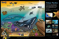 poster_pacifico.jpg