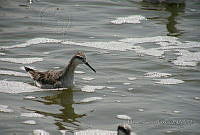 MGaves 1132 Phalaropus tricolor.jpg