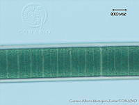 UNAMGAMZ-4 Blennothrix ganeshii.jpg