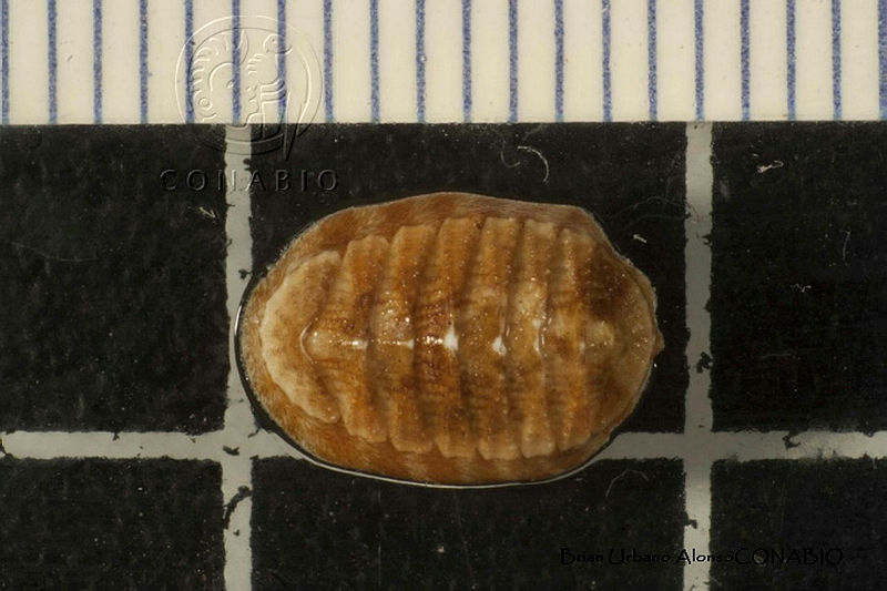 KT014%200013%20Callistochiton%20colimensis.JPG.rSfBh4P0MVF3VUtjQA3g0JtbmFja29CbnFuZ3NAbXJ6LGtwZwA.ehPljjHe47
