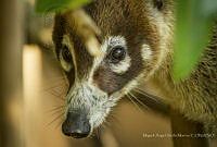 MASM07358 Nasua narica.jpg