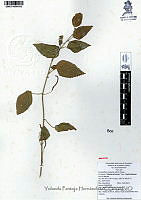 YPH0035 Acalypha infesta.jpg