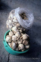 EHX0333 Zea mays.JPG