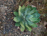 RG019 0149 Agave potatorum.jpg