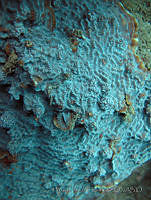 HPE119 Helioseris cucullata.jpg