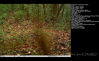 FJBL0040 Aulacorhynchus prasinus.jpg