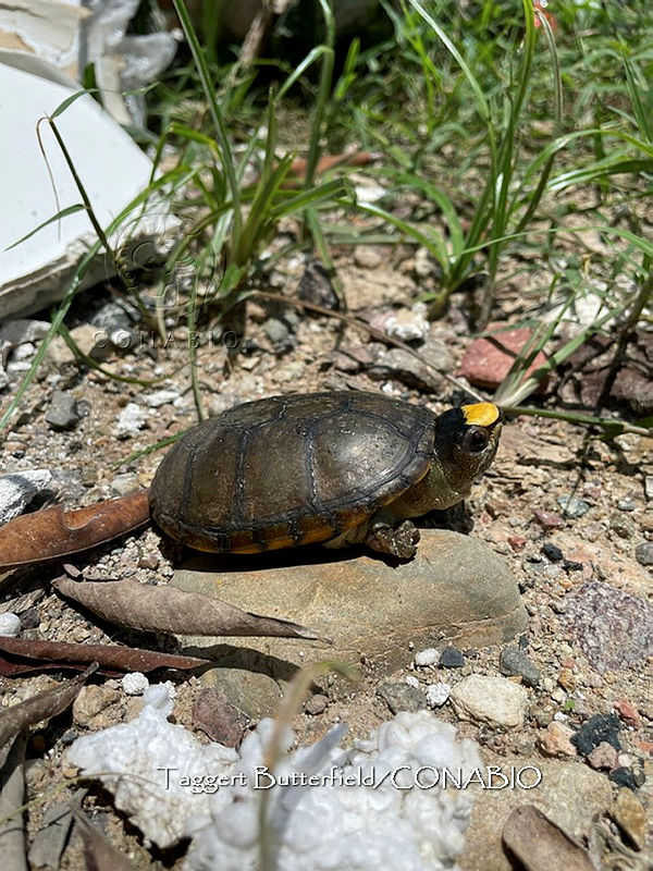 TB%20010%20Kinosternon%20vogti.jpg.iSem 4D MVGVd69jQA3g0JtbmFja29CbnFuZ3NAbXJ6LGtwZQA.LkYlxHt vQ