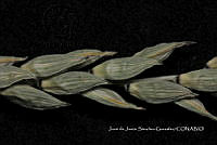 Teocintle 144 Zea luxurians.jpg