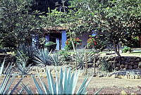 DK0535 Agave sp..jpg