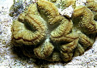 HBB0049 Manicina areolata.jpg
