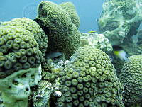 HPE015 Montastraea cavernosa.jpg