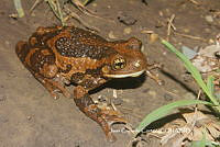 JCC0346 Trachycephalus typhonius.JPG