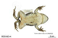 ME006 herp SCLC 0008 Incilius marmoreus - (Wiegmann, 1833).jpg