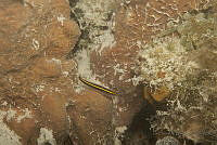 IDG1732 Elacatinus randalli.jpg