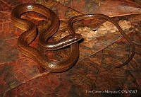 LCM0029 Coniophanes fissidens.jpg