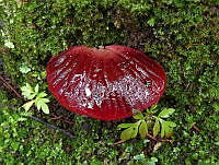 MTG01 Fistulina hepatica.jpg