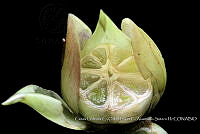 Atleq 0363 Merremia tuberosa.jpg