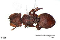 ME006 Hormi 0179 Cephalotes pallens.jpg