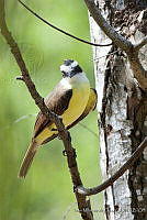 IMDOC0595 Pitangus sulphuratus.jpg
