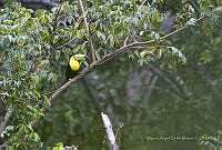MASM07876 Ramphastos sulfuratus.jpg