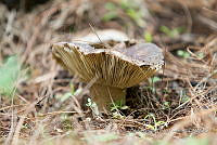 ZAPF 0819 Russula adusta.jpg