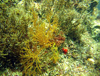 RRR018 Agardhiella mexicana.jpg