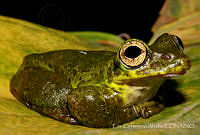 ECA0186 Charadrahyla taeniopus.jpg