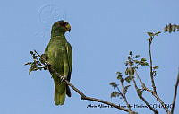 AAKVDH 0093 Amazona albifrons.JPG