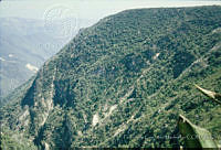 FGM3058 Pinus pinceana.JPG