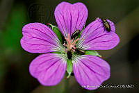 IMDOC 4836 Geranium potentillifolium.jpg