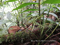 JF092 1297 Chamaedorea volcanensis.jpg