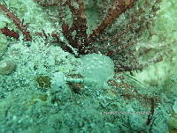NE018 0914 Ascidacea.jpg