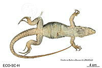 ME006 herp SCLC 0058 Ctenosaura similis - (Gray, 1831).jpg