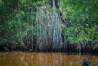 FBA0541 Rhizophora mangle.jpg