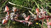 LCF0220 Echeveria gibbiflora.jpg
