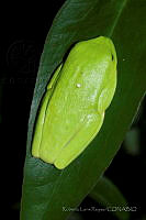 RLR015 Agalychnis callidryas.jpg