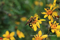 MN6TL0014 Xanthocampsomeris limosa.jpg