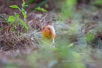 ZAPF 0826 Amanita caesarea.jpg